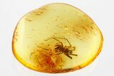 Detailed Fossil Spider (Araneae) In Baltic Amber #367295-1